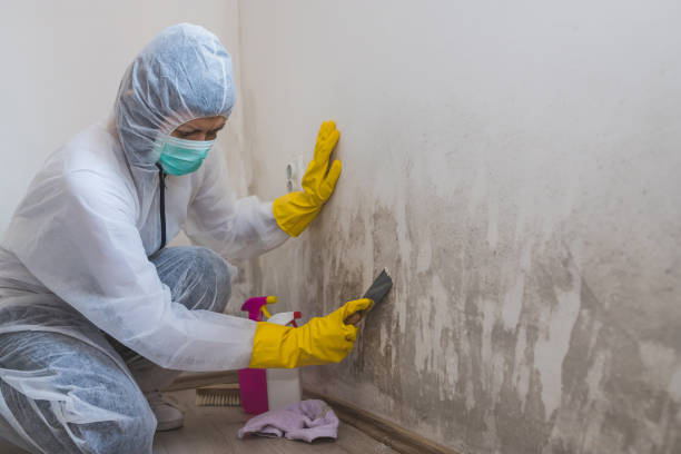 Best Biohazard Mold Removal  in Acton, CA